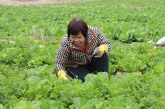 新春走下层丨田间冬种不竭档 细心管护盼