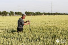 一线看望河南抗旱：丰收前的“冲刺跑”