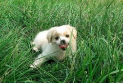 <b>哪些逛戏能够训宠物哪些逛戏能够训宠物</b>